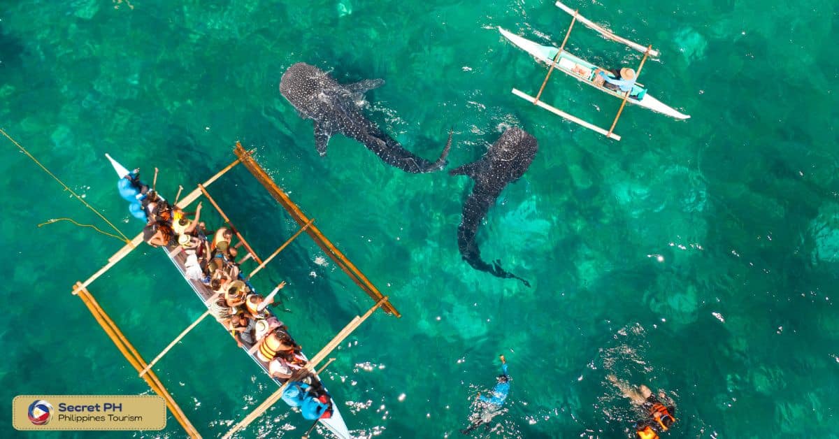 Donsol Whale Shark Interaction (Sorsogon)