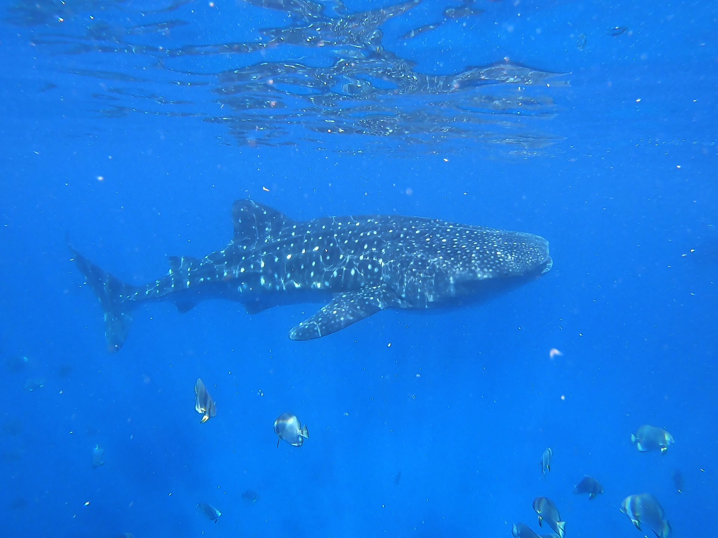WHALESHARK INTERACTION DONSOL